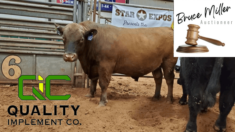 Production Bull Sale